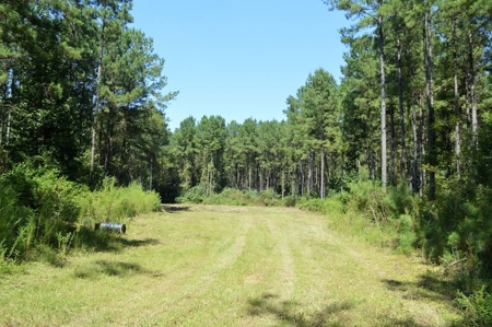 Recreational Hunting Land Timberland for Sale Pike County MS - image 6