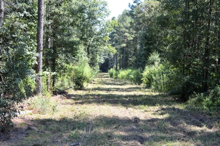 Recreational Hunting Land Timberland for Sale Pike County MS - image 8
