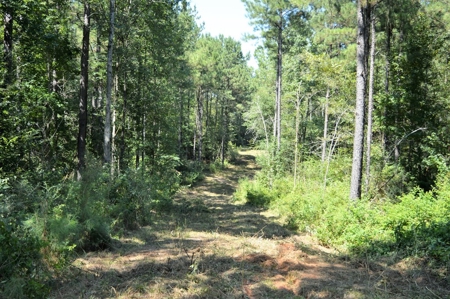 Recreational Hunting Land Timberland for Sale Pike County MS - image 23