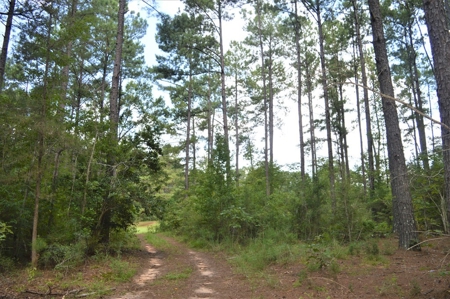 Recreational Hunting Land Timberland for Sale Pike County MS - image 10