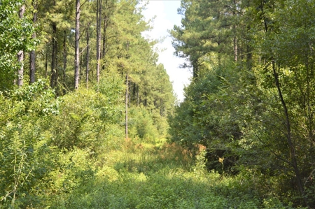 Recreational Hunting Land Timberland for Sale Pike County MS - image 35
