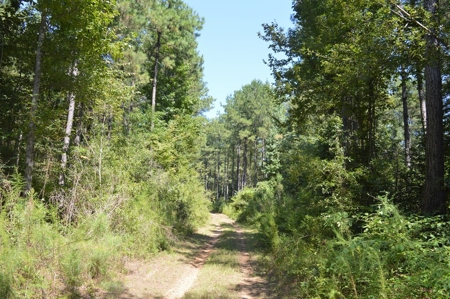 Recreational Hunting Land Timberland for Sale Pike County MS - image 24