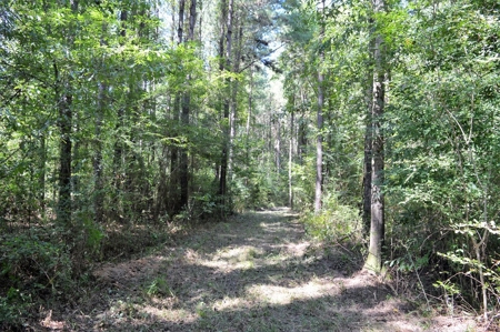 Recreational Hunting Land Timberland for Sale Pike County MS - image 27
