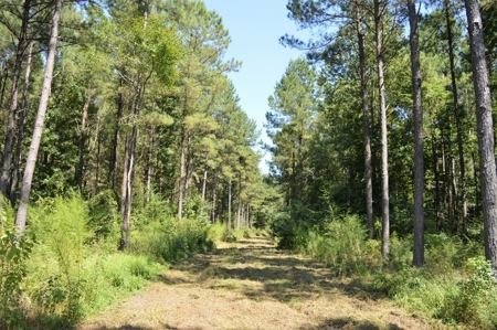 Recreational Hunting Land Timberland for Sale Pike County MS - image 12