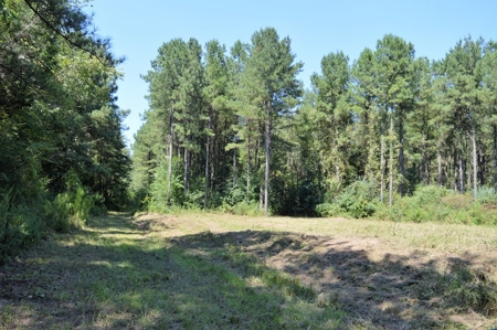 Recreational Hunting Land Timberland for Sale Pike County MS - image 26