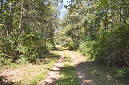 Recreational Hunting Land Timberland for Sale Pike County MS - image 20