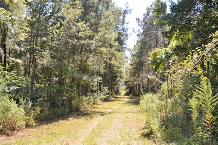 Recreational Hunting Land Timberland for Sale Pike County MS - image 22