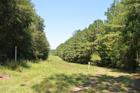 Recreational Hunting Land Timberland for Sale Pike County MS - image 17