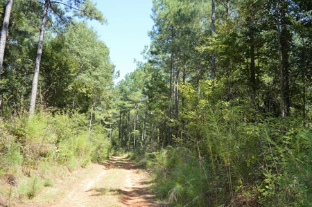 Recreational Hunting Land Timberland for Sale Pike County MS - image 34