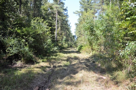 Recreational Hunting Land Timberland for Sale Pike County MS - image 30