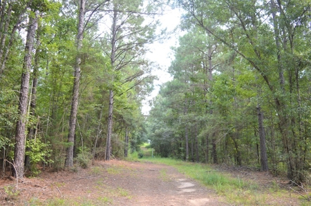 Recreational Hunting Land Timberland for Sale Pike County MS - image 13