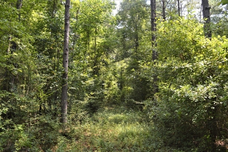 Recreational Hunting Land Timberland for Sale Pike County MS - image 33