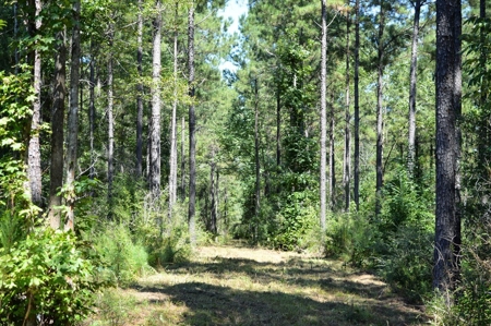 Recreational Hunting Land Timberland for Sale Pike County MS - image 11