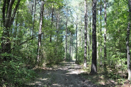 Recreational Hunting Land Timberland for Sale Pike County MS - image 19