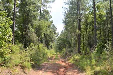 Recreational Hunting Land Timberland for Sale Pike County MS - image 32