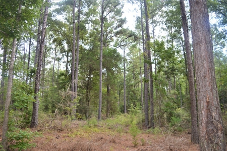 Recreational Hunting Land Timberland for Sale Pike County MS - image 9