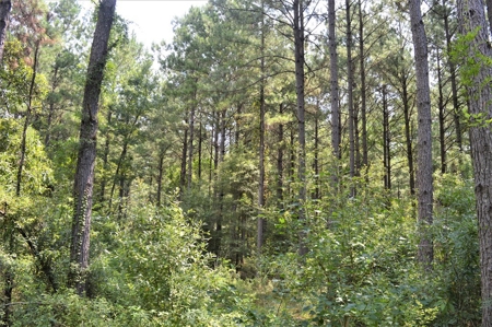 Recreational Hunting Land Timberland for Sale Pike County MS - image 36