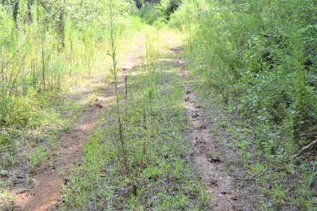 Recreational Hunting Land Timberland for Sale Pike County MS - image 15