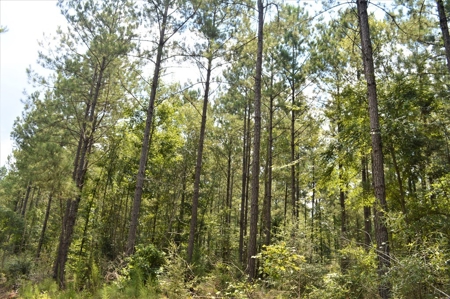 Recreational Hunting Land Timberland for Sale Pike County MS - image 14