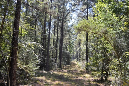 Recreational Hunting Land Timberland for Sale Pike County MS - image 7