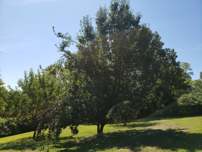 Large Home/B&B/AirBnB/Apartment For Sale in the MO Ozarks - image 36