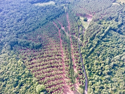 Recreational Timber Tract For Sale - 127 Acres - Sailes, La - image 25
