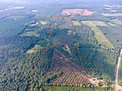 Recreational Timber Tract For Sale - 127 Acres - Sailes, La - image 14
