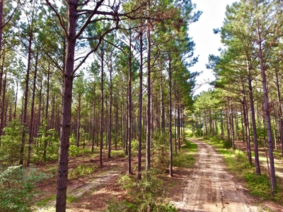 Recreational Timber Tract For Sale - 127 Acres - Sailes, La - image 5