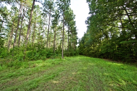 Recreational Timber Tract For Sale - 127 Acres - Sailes, La - image 9