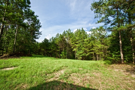Recreational Timber Tract For Sale - 127 Acres - Sailes, La - image 13