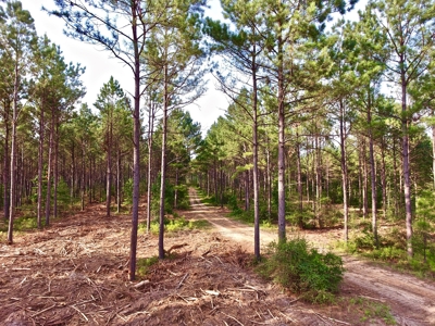 Recreational Timber Tract For Sale - 127 Acres - Sailes, La - image 10