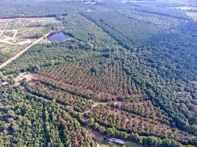 Recreational Timber Tract For Sale - 127 Acres - Sailes, La - image 24