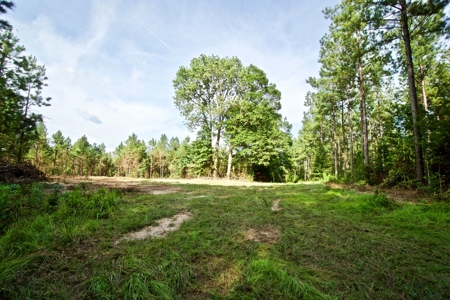 Recreational Timber Tract For Sale - 127 Acres - Sailes, La - image 11