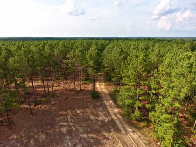 Recreational Timber Tract For Sale - 127 Acres - Sailes, La - image 12