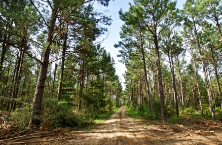 Recreational Timber Tract For Sale - 127 Acres - Sailes, La - image 4