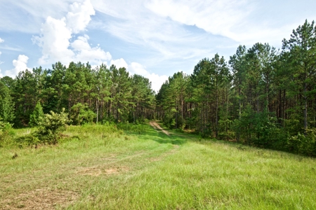 Recreational Timber Tract For Sale - 127 Acres - Sailes, La - image 8