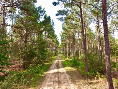 Recreational Timber Tract For Sale - 127 Acres - Sailes, La - image 7