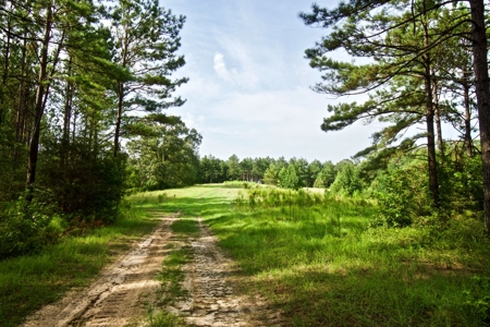 Recreational Timber Tract For Sale - 127 Acres - Sailes, La - image 6