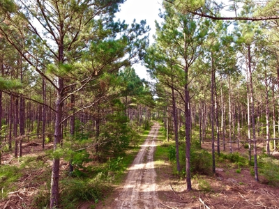 Recreational Timber Tract For Sale - 127 Acres - Sailes, La - image 2
