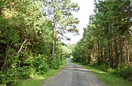 Recreational Timber Tract For Sale - 127 Acres - Sailes, La - image 19