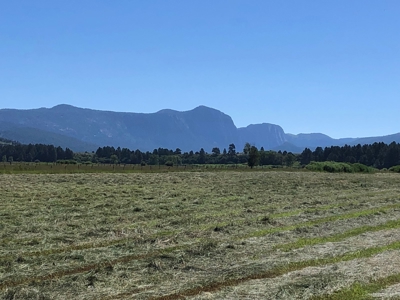 Great Farm for sale with irrigation and exsisting Hay Crop - image 3