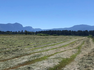 Great Farm for sale with irrigation and exsisting Hay Crop - image 4