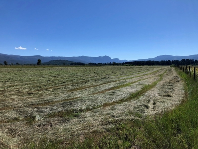 Great Farm for sale with irrigation and exsisting Hay Crop - image 1