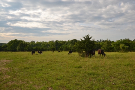 Cattle Farm and Home for Sale in South Central Missouri - image 23