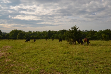 Cattle Farm and Home for Sale in South Central Missouri - image 25