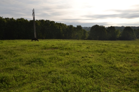 Cattle Farm and Home for Sale in South Central Missouri - image 10