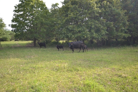Cattle Farm and Home for Sale in South Central Missouri - image 24