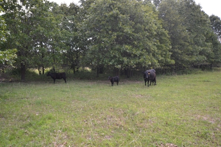 Cattle Farm and Home for Sale in South Central Missouri - image 22