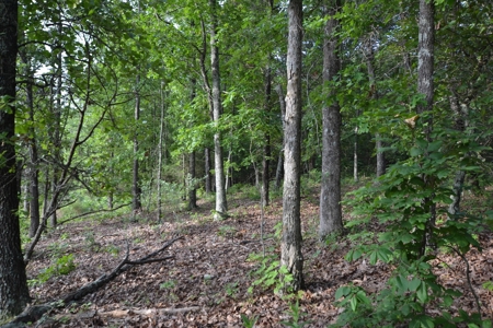 Cattle Farm and Home for Sale in South Central Missouri - image 17