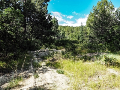 Northern NM Land for Sale Chama NM Real Estate in the Brazos - image 11